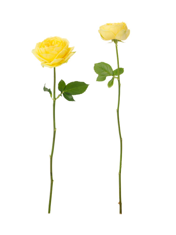 【生花】バラ カタリナ 40cm2本