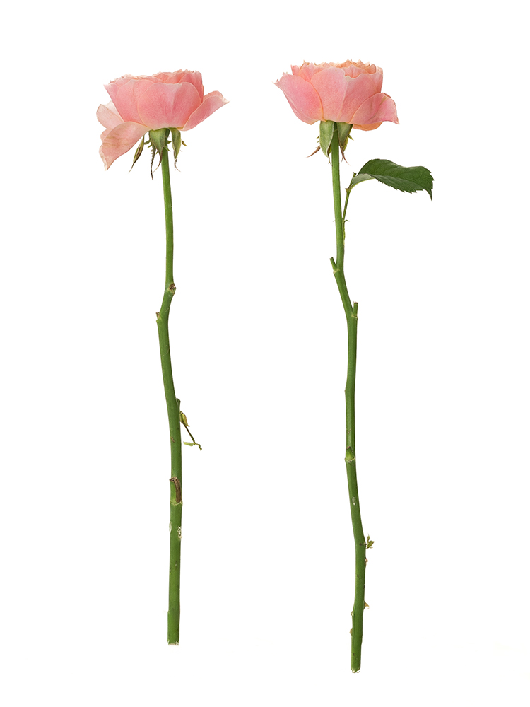 【生花】バラ コーラルハート 40cm2本
