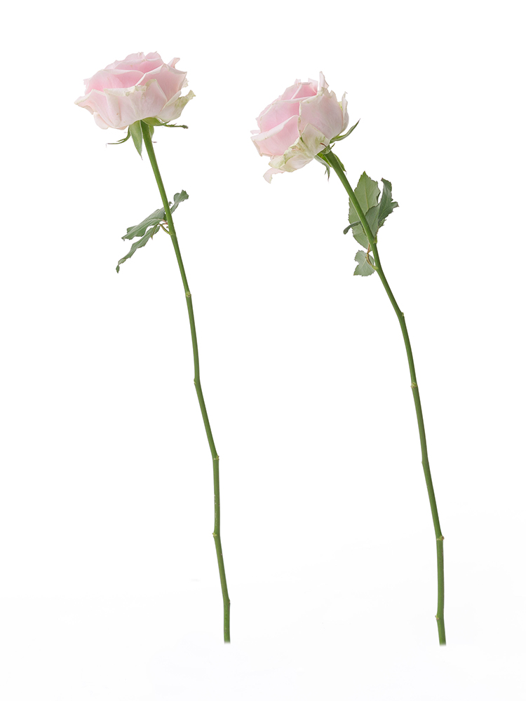 【生花】バラ(薄ピンク) 品種おまかせ 2本