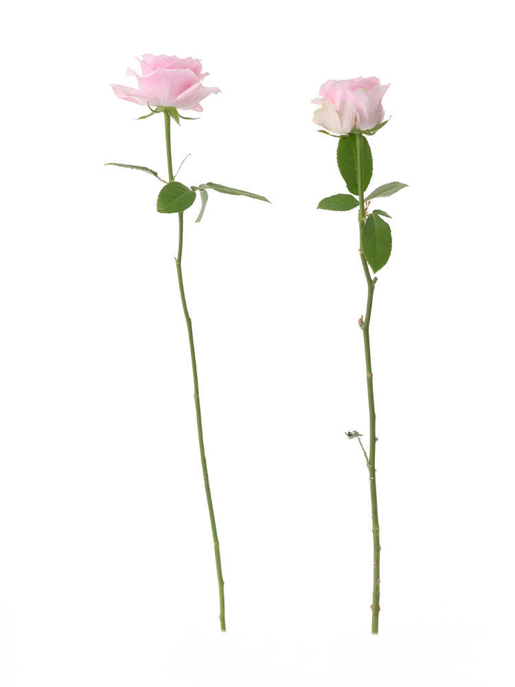 【生花】バラ(ピンク) 品種おまかせ 2本