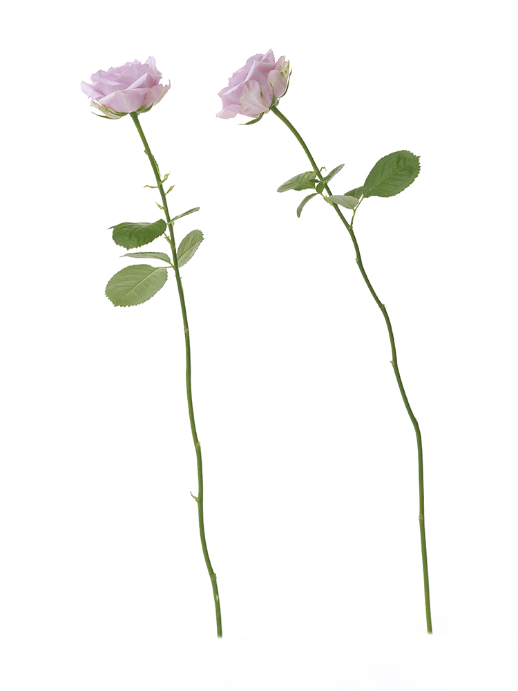【生花】バラ(紫) 品種おまかせ 2本