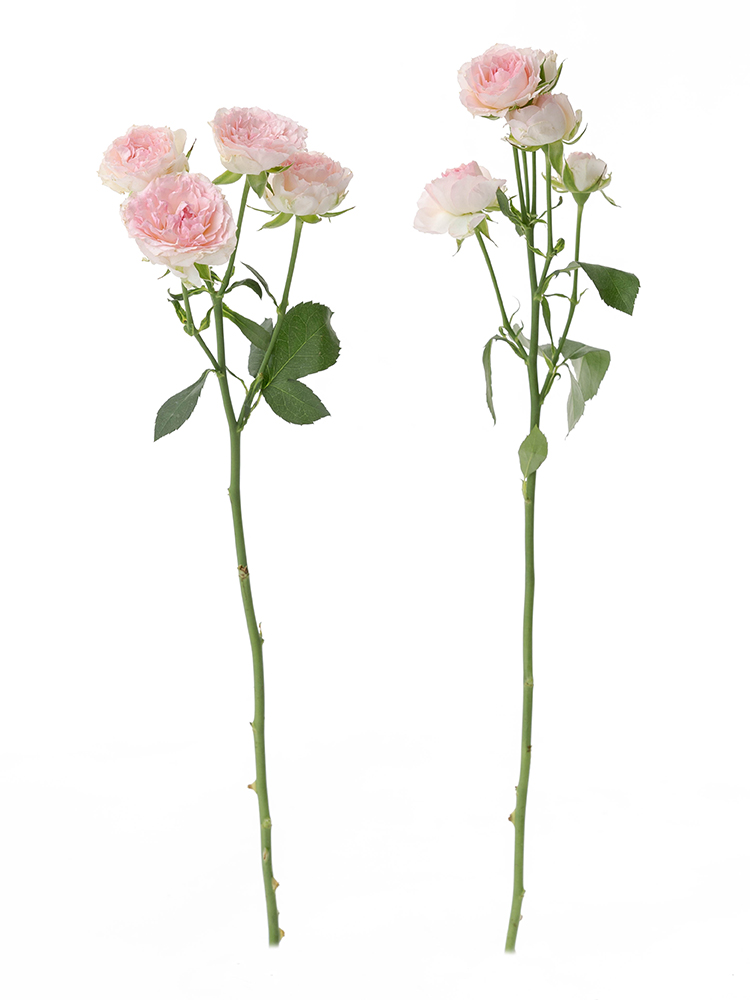 【生花】バラ(スプレー)　品種おまかせ(薄ピンク)の商品特性