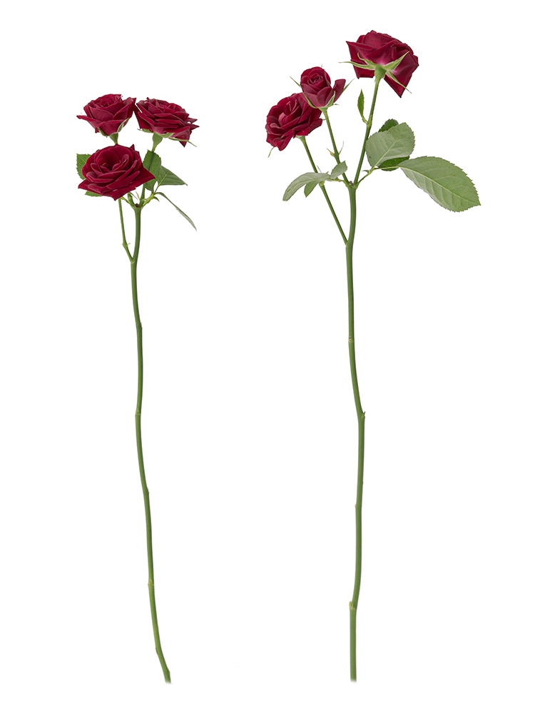 【生花】バラ(スプレー)　品種おまかせ(赤)の商品特性