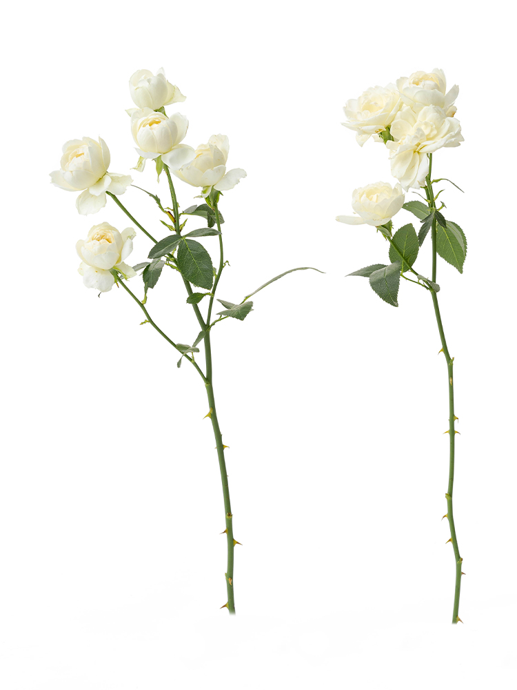 【生花】バラ(スプレー)　品種おまかせ(白)の商品特性