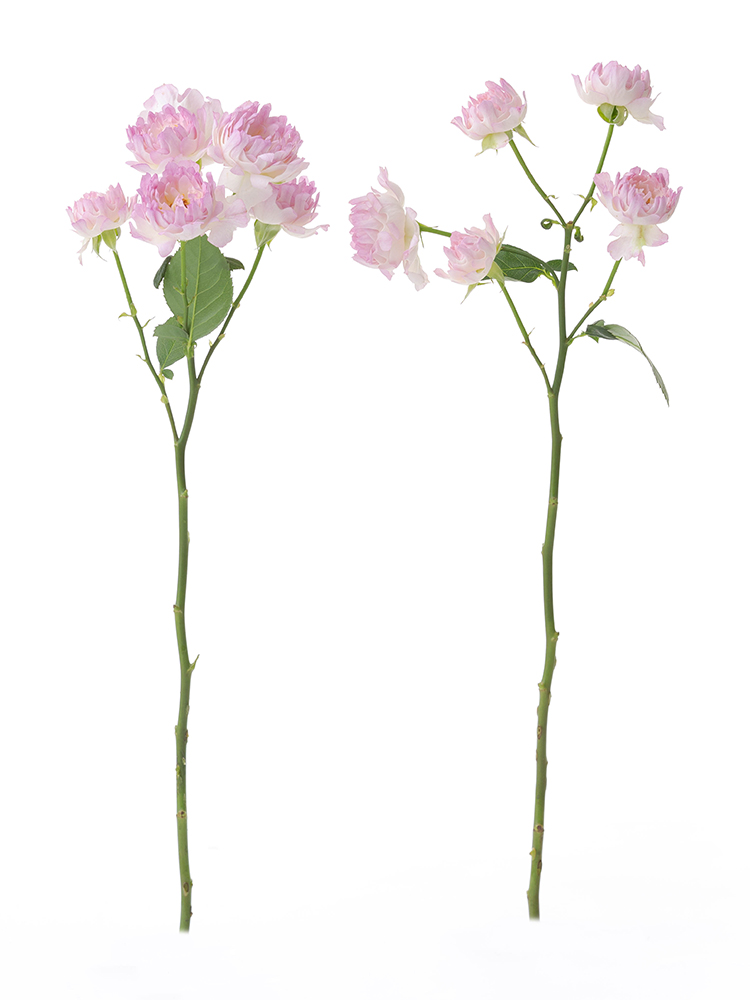 【生花】バラ(スプレー)　シーアネモネの商品特性