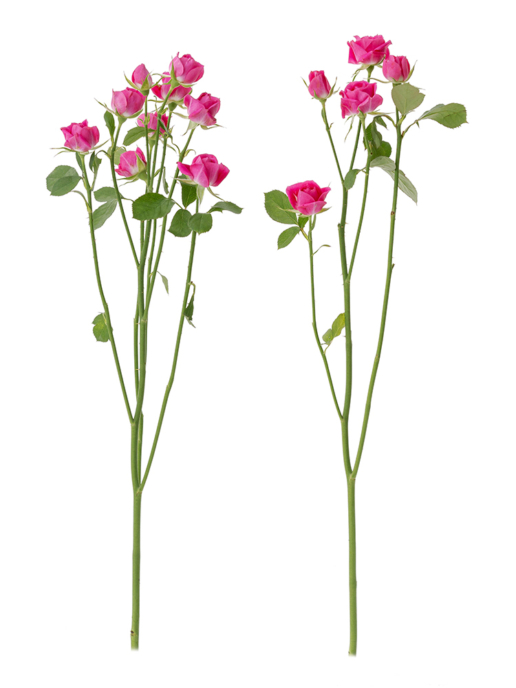 【生花】スプレーバラ(濃ピンク) 品種おまかせ 40cm2本