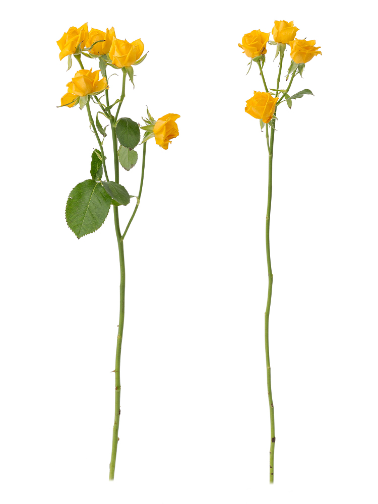 【生花】スプレーバラ(黄) 品種おまかせ 40cm2本