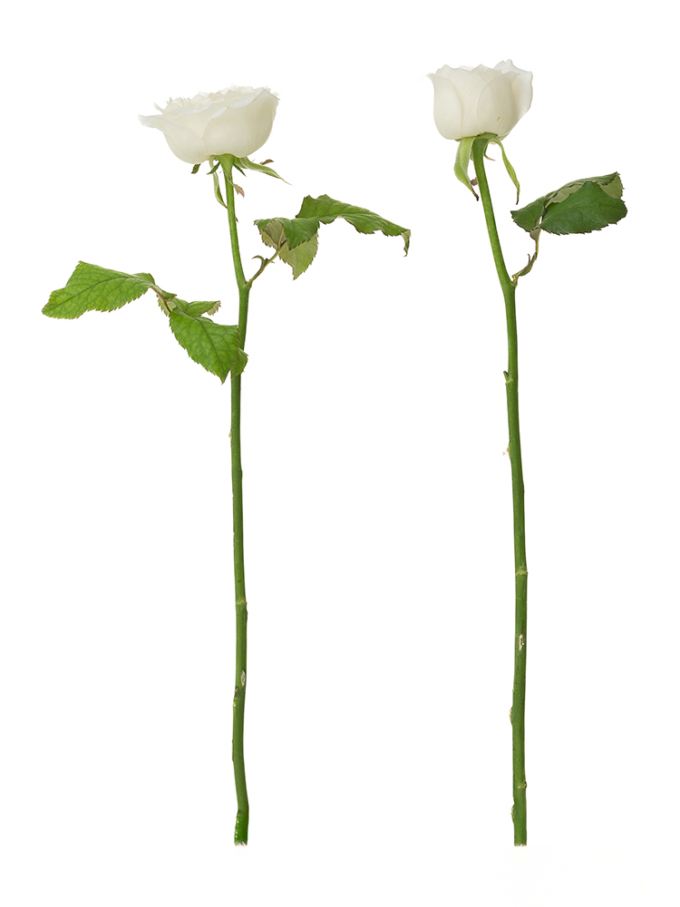 【生花】バラ(ロゼット咲き)白の商品特性