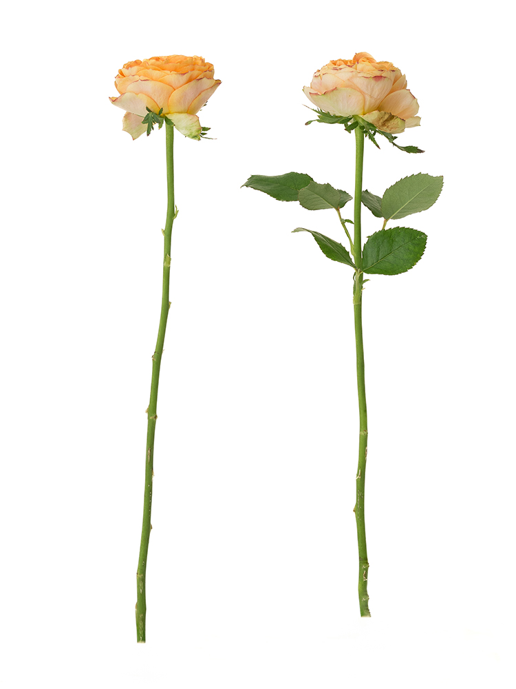 【生花】バラ(ロゼット咲き)オレンジ 品種おまかせ 40cm2本
