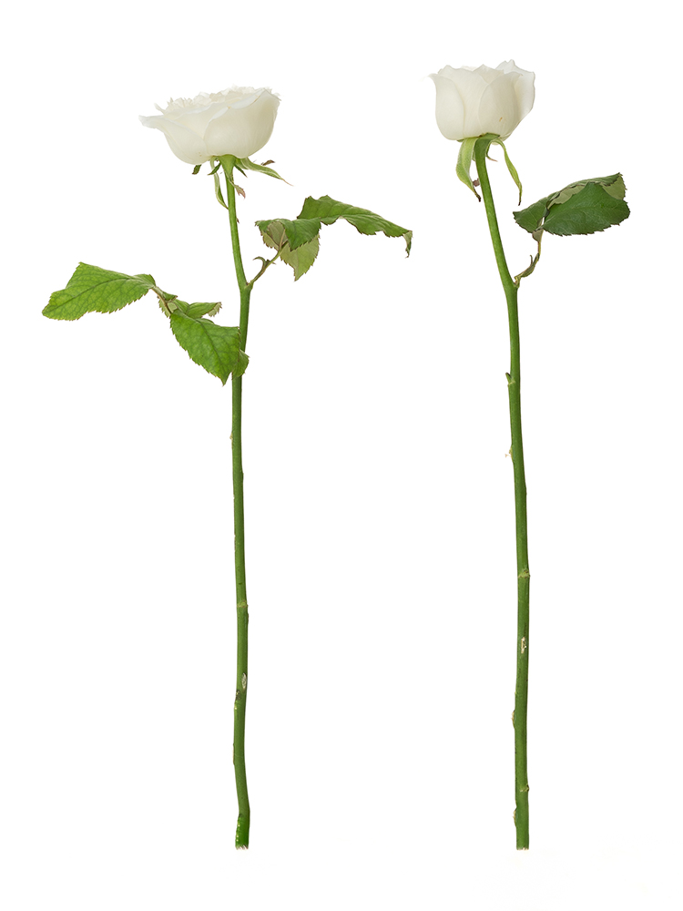 【生花】バラ(ロゼット咲き)白 品種おまかせ 40cm2本