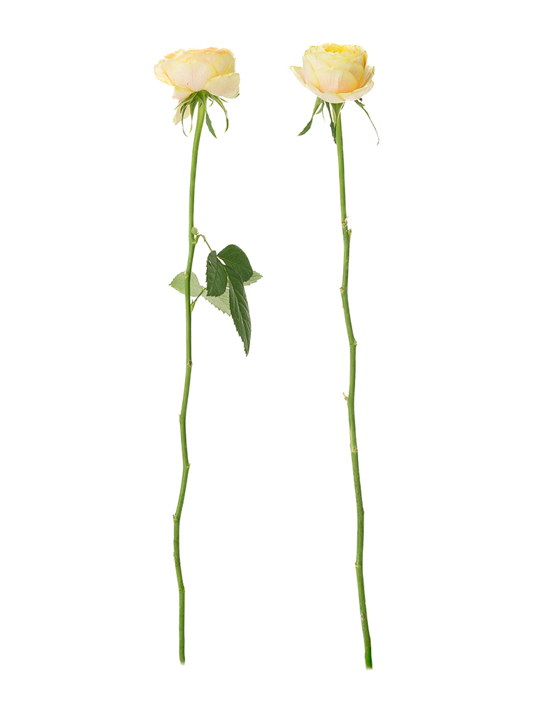 【生花】バラ(ロゼット咲き)黄 品種おまかせ 40cm2本
