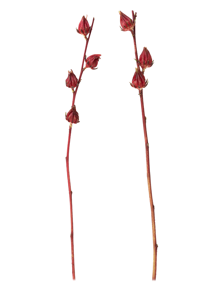 【生花】紅アオイ 品種おまかせ(赤)2本