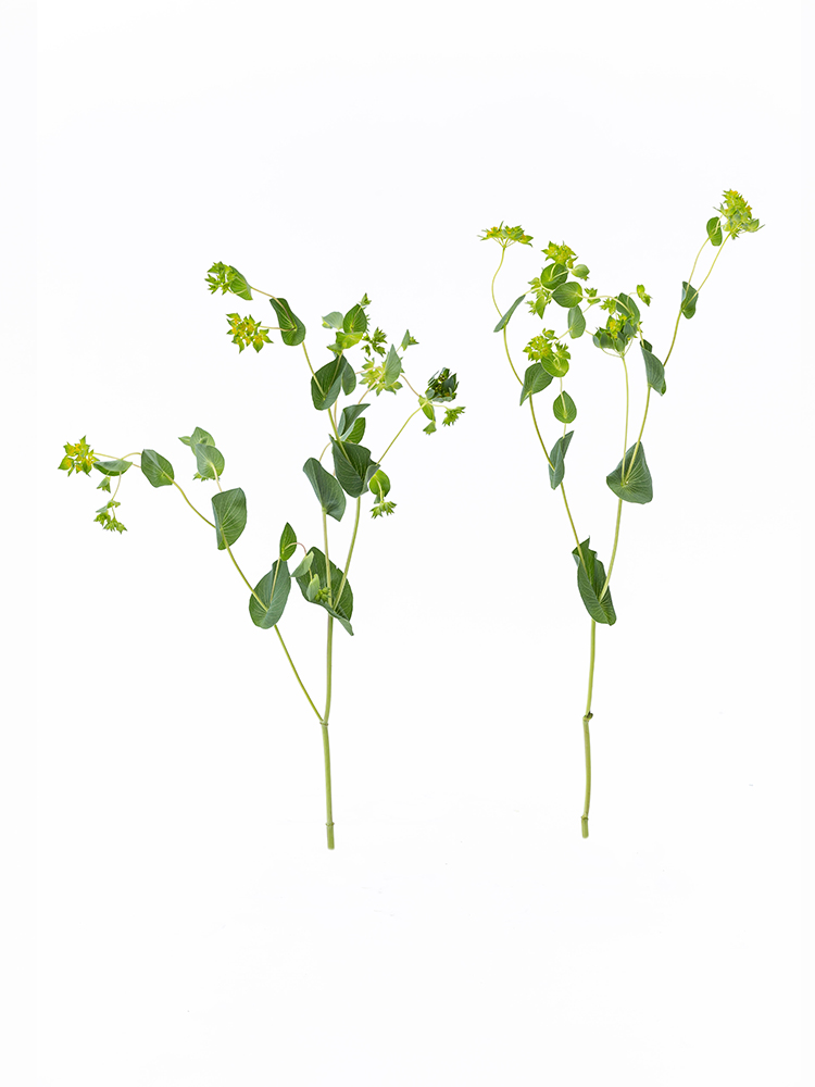 【生花】ブプレリウム 品種おまかせ2本