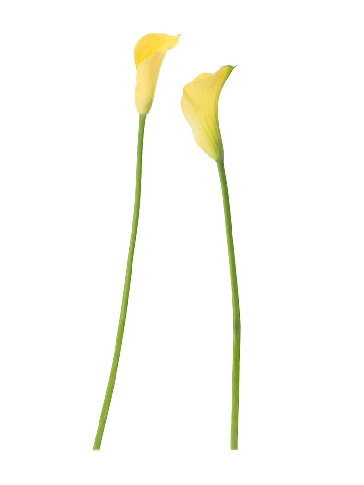 【生花】カラー(黄) 品種おまかせ2本