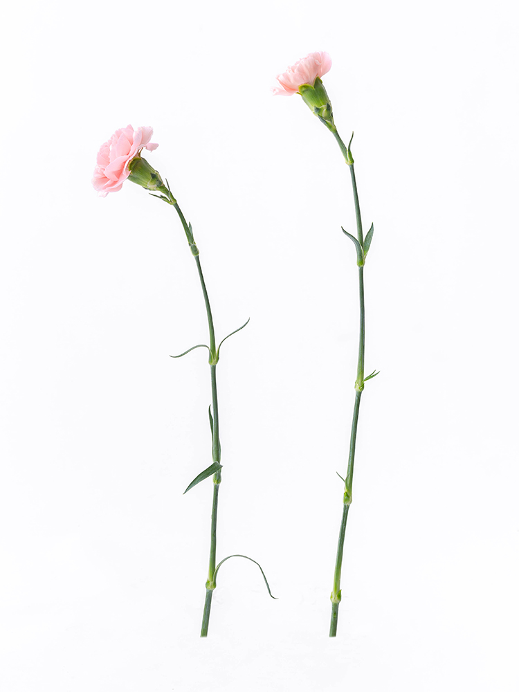 【生花】カーネーション　品種おまかせ(薄ピンク)の商品特性