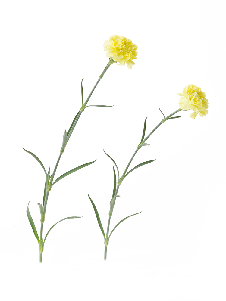 【生花】カーネーション　品種おまかせ(黄)の商品特性