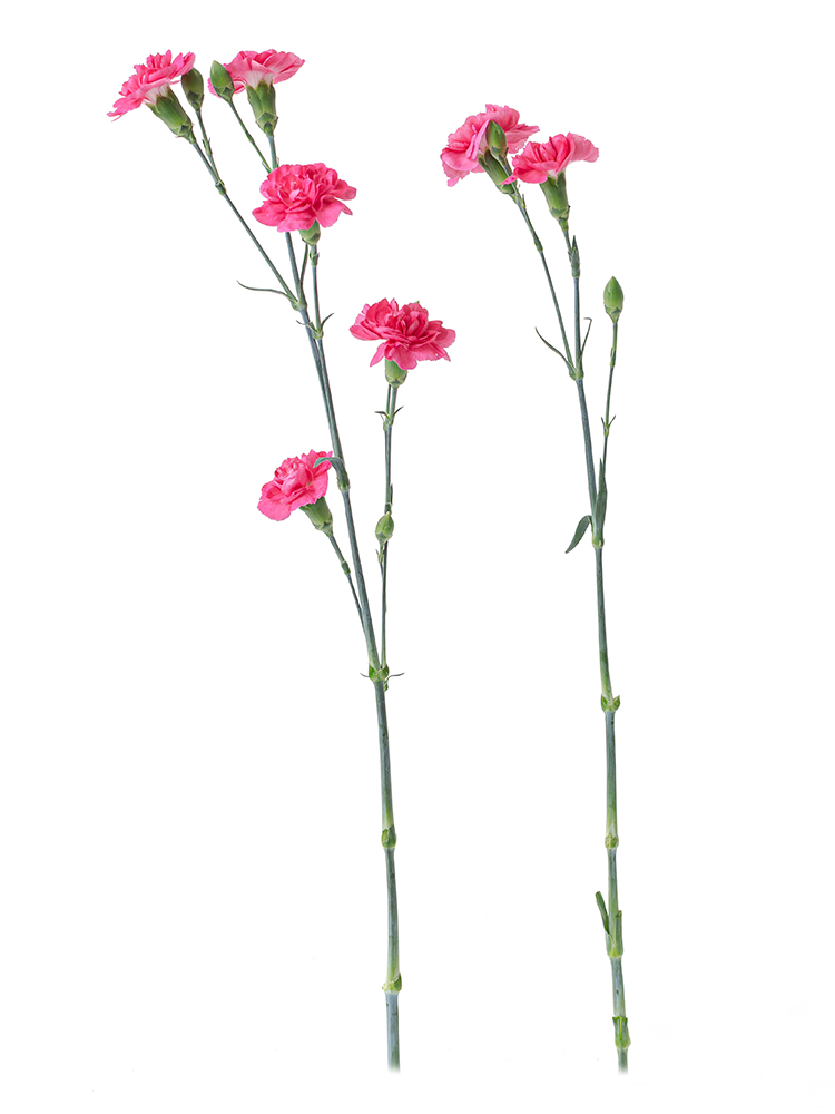 【生花】カーネーション(スプレー)　品種おまかせ(濃ピンク)の商品特性