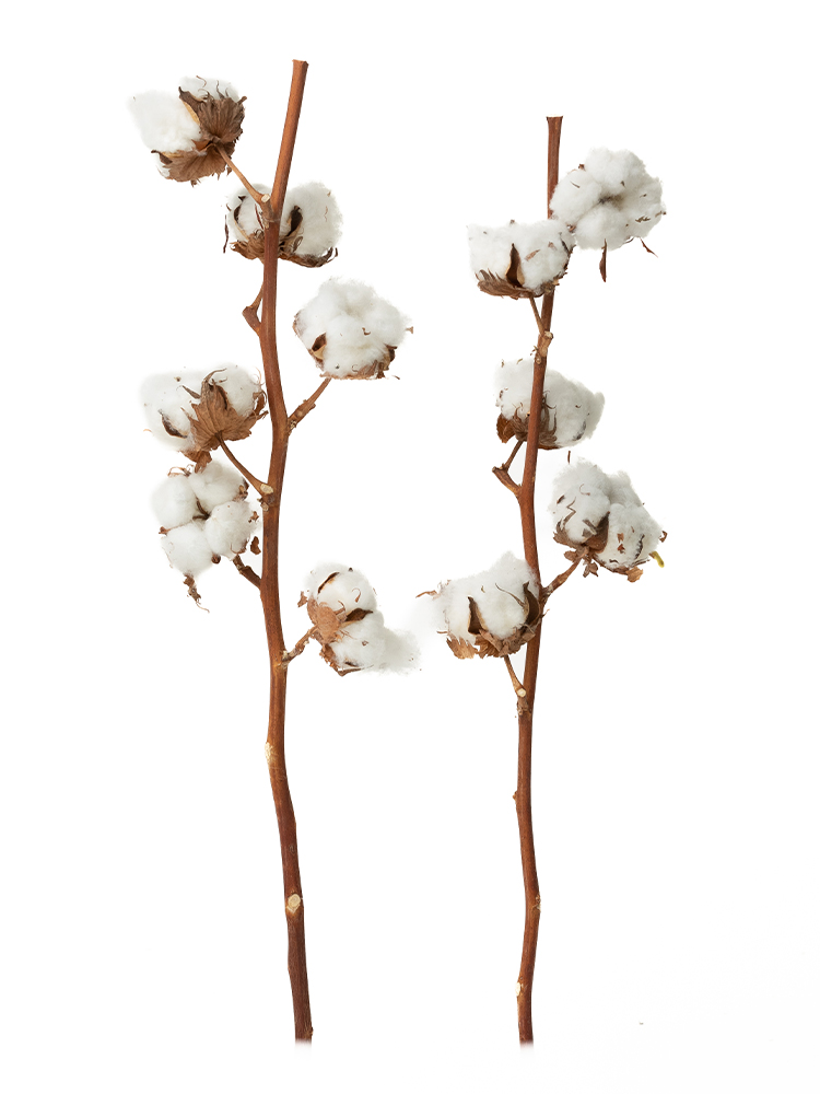 【生花】コットンツリー 品種おまかせ(白)の商品特性