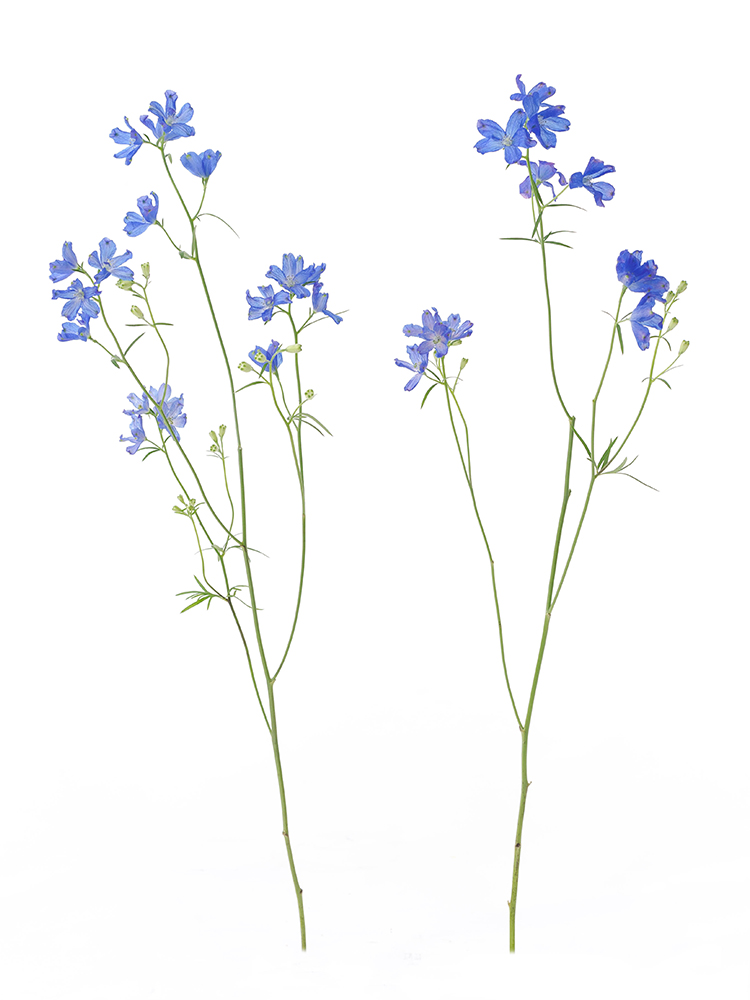 【生花】デルフィニウム・スプレー(青)　品種おまかせの商品特性