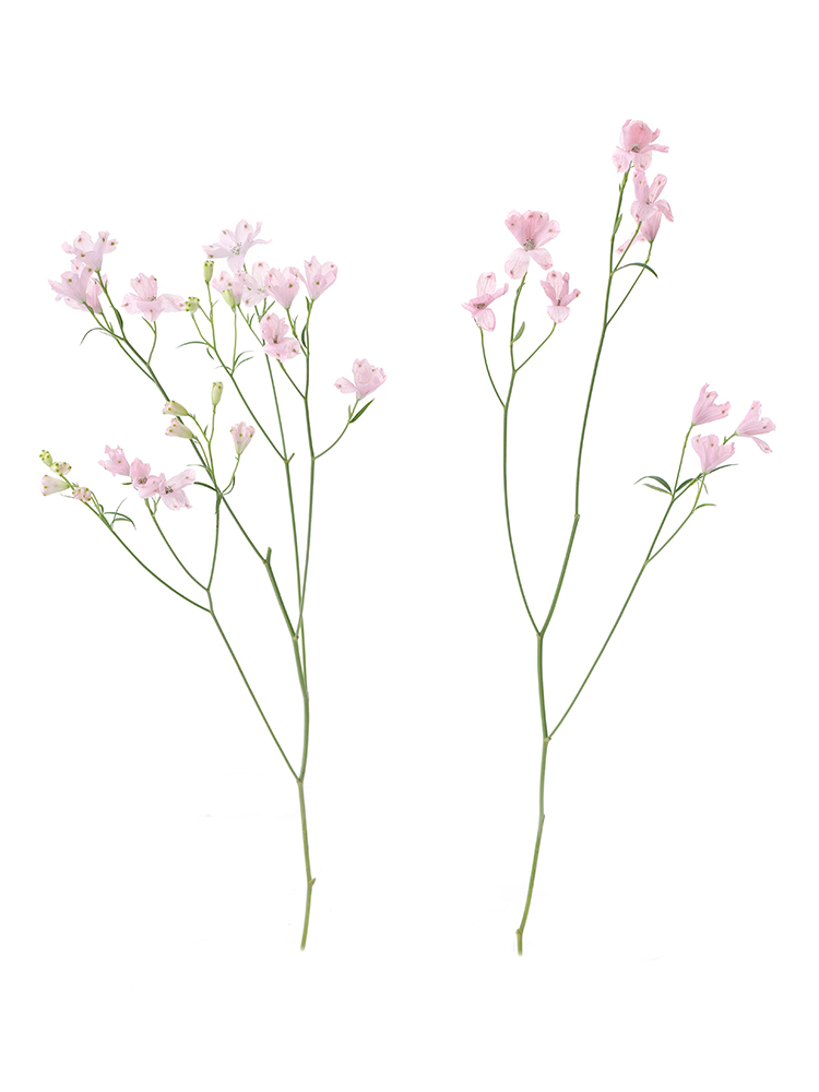 【生花】デルフィニウム・スプレー(ピンク)の商品特性