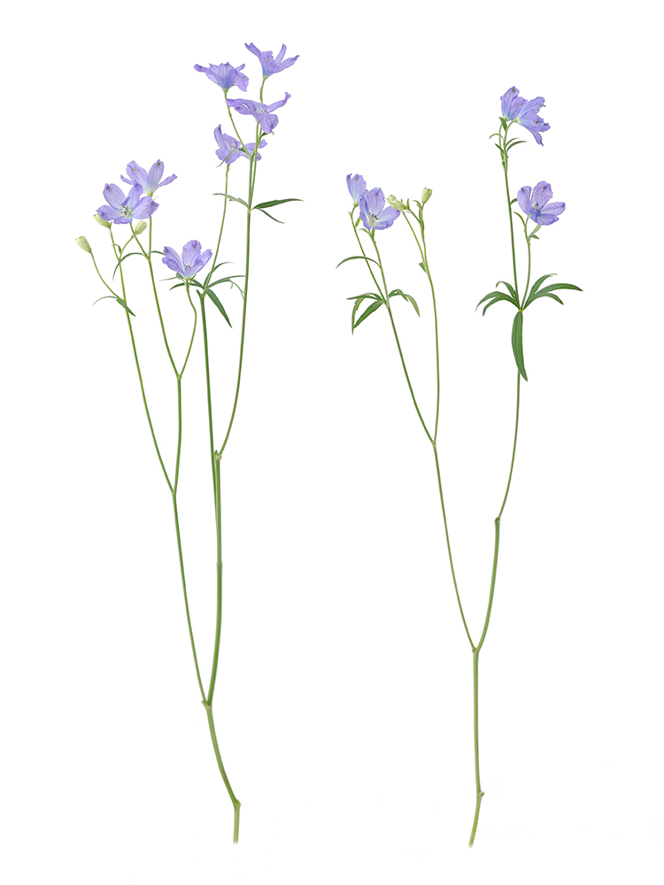 【生花】デルフィニウム・スプレー(紫)の商品特性