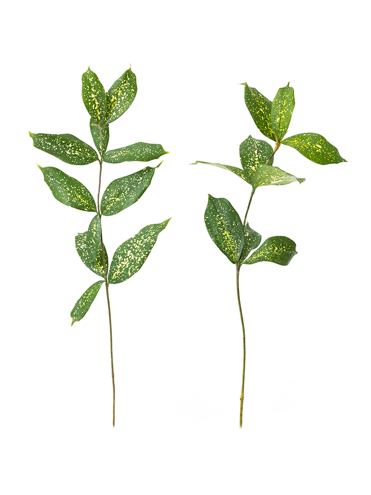 【生花】ドラセナ ゴッドセフィアナ2本