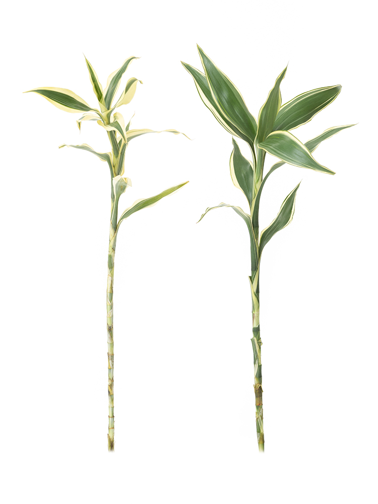 【入荷花材】ドラセナ　サンデリーアーナホワイト2本