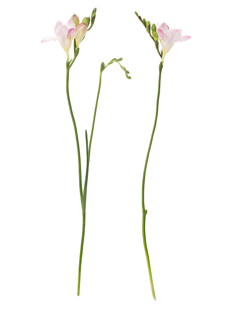 フリージア(八重咲き)　ハネムーンの商品特性