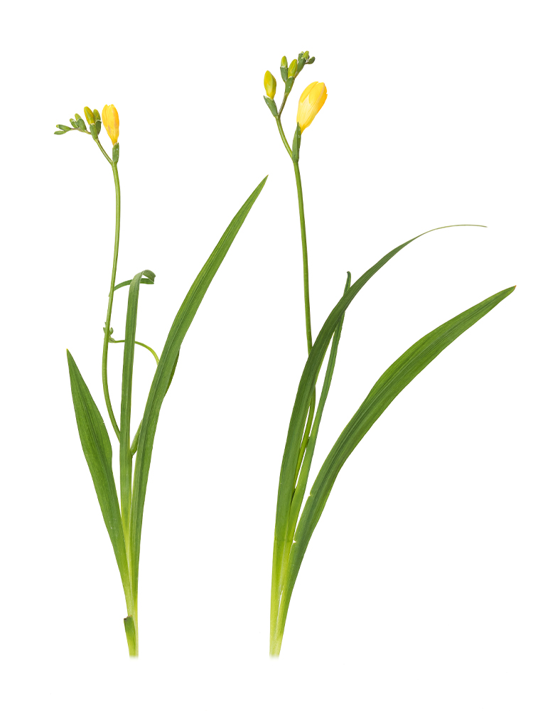 【生花】フリージア(黄) 品種おまかせ2本