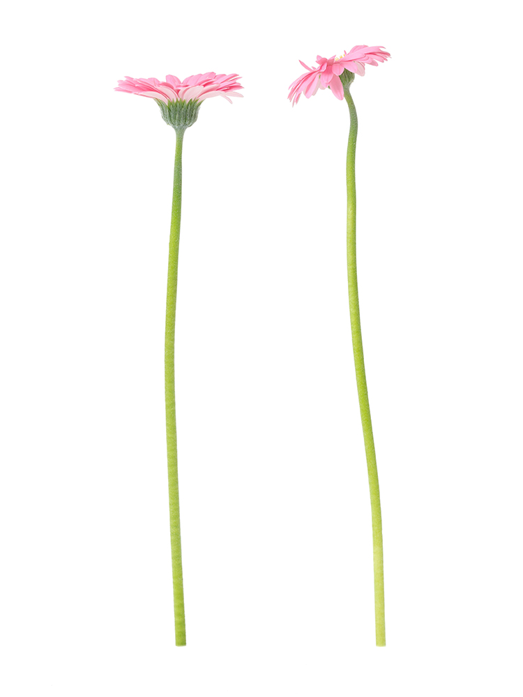 【生花】ガーベラ　品種おまかせ(ピンク)の商品特性
