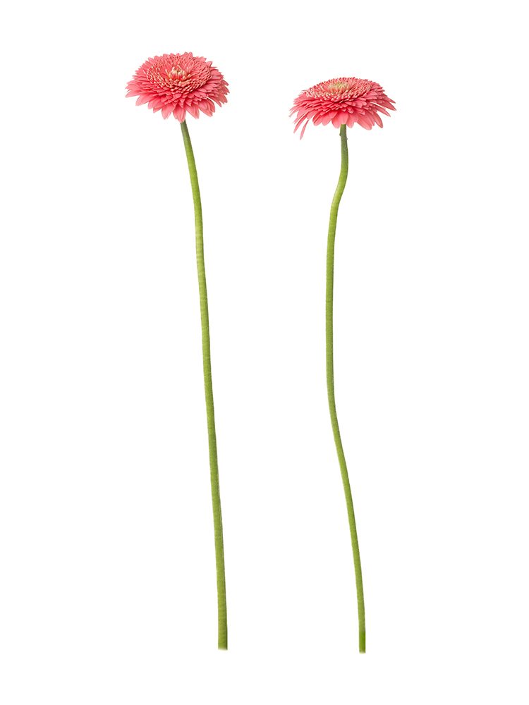 【生花】ガーベラ(ポンポン咲き)　キューピッドの商品特性