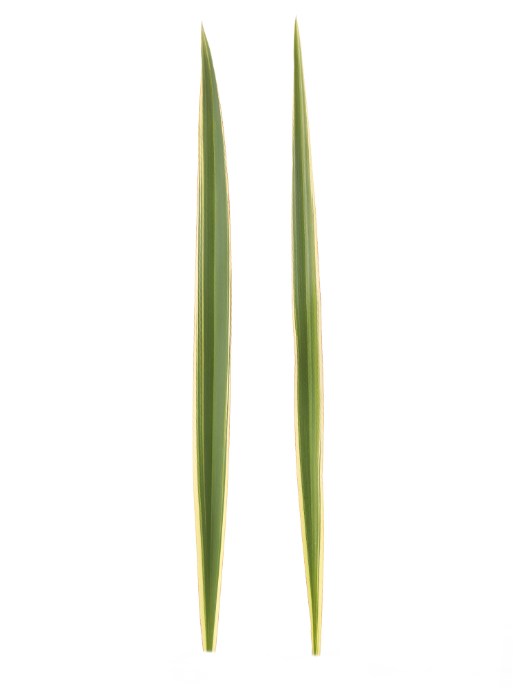 【生花】ハラン 品種おまかせ(緑)の商品特性