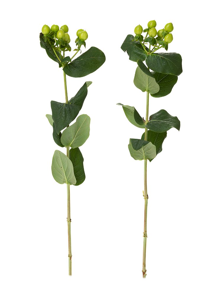 【生花】ヒペリカム(緑)　品種おまかせの商品特性