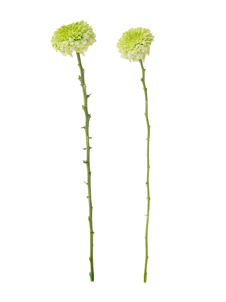 【生花】菊(ディスバッドマム)　アルベラの商品特性