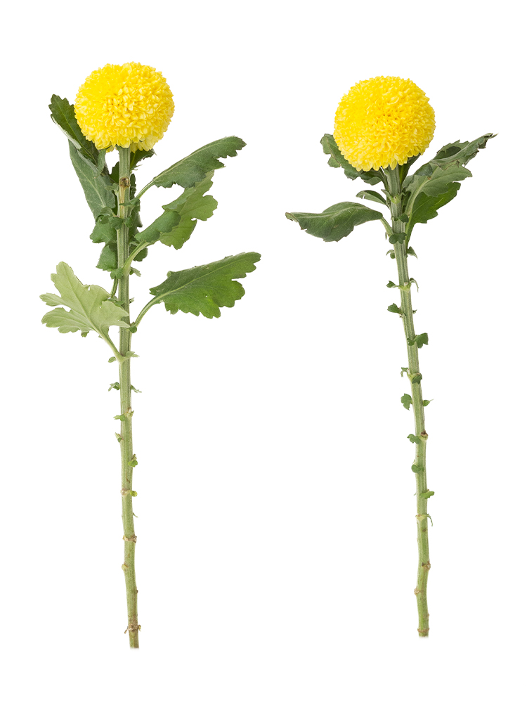 【生花】菊(キク)・ピンポンマム(黄)　品種おまかせの商品特性