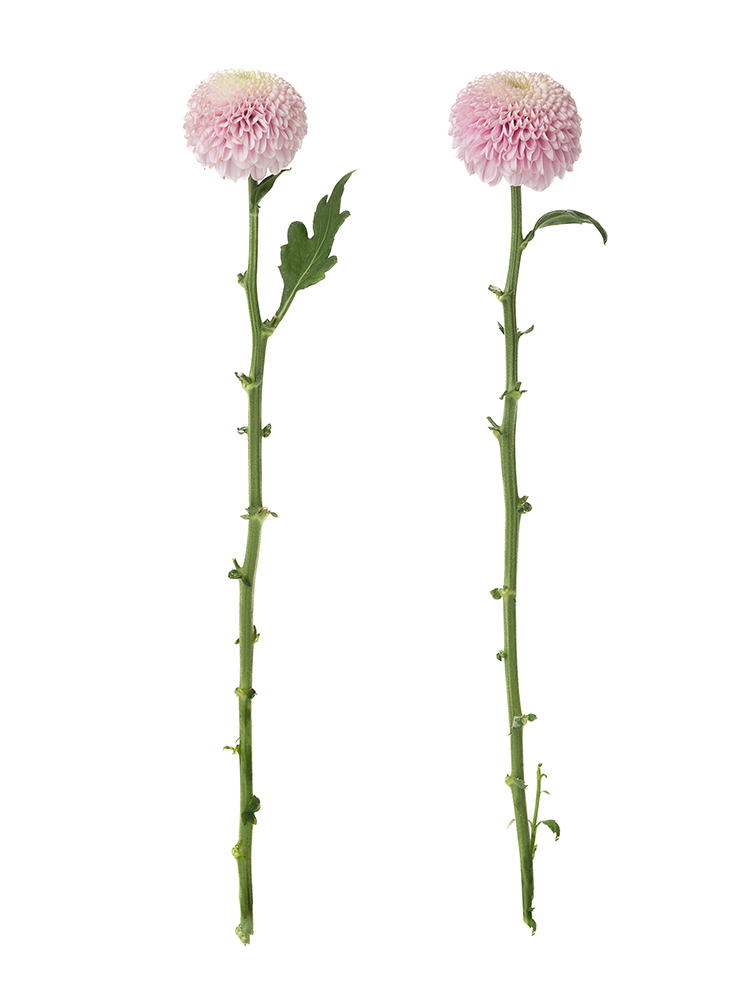 菊(ピンポンマム)ピンク　品種おまかせの商品特性