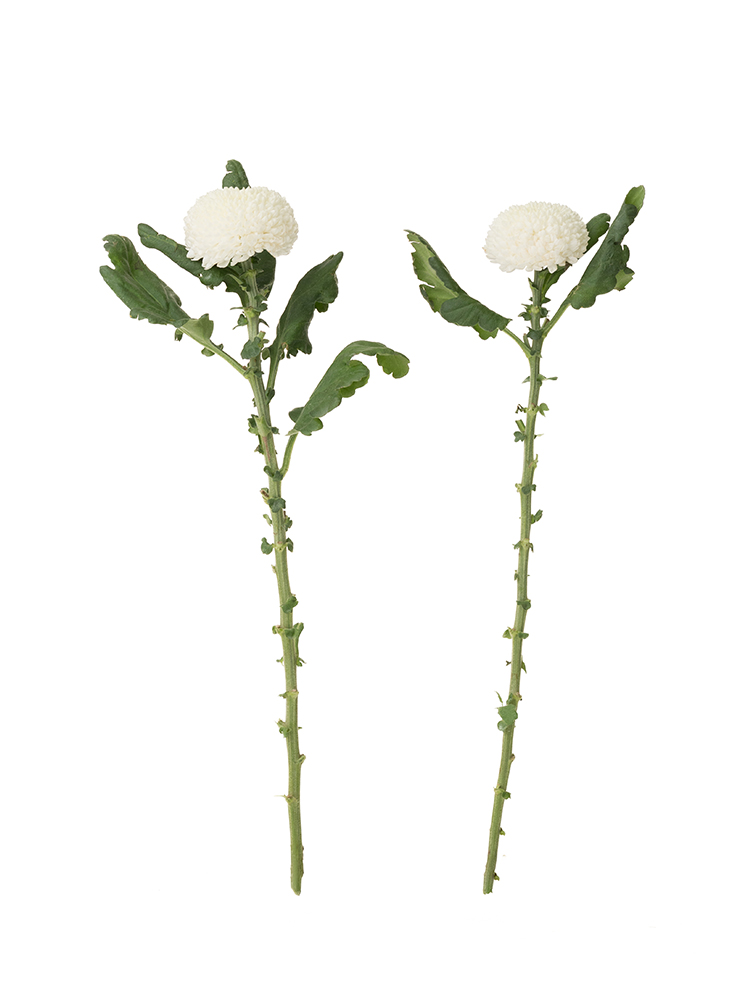 【生花】キク・ピンポンマム(白)　品種おまかせの商品特性