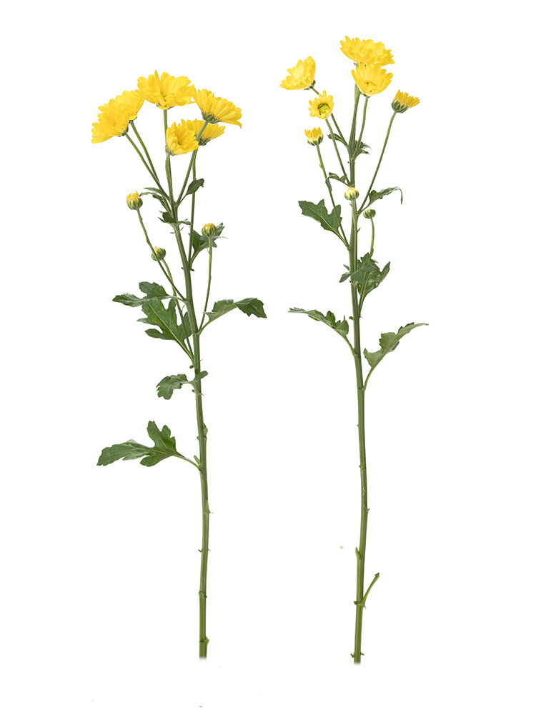 【生花】菊・スプレー(黄)　品種おまかせの商品特性