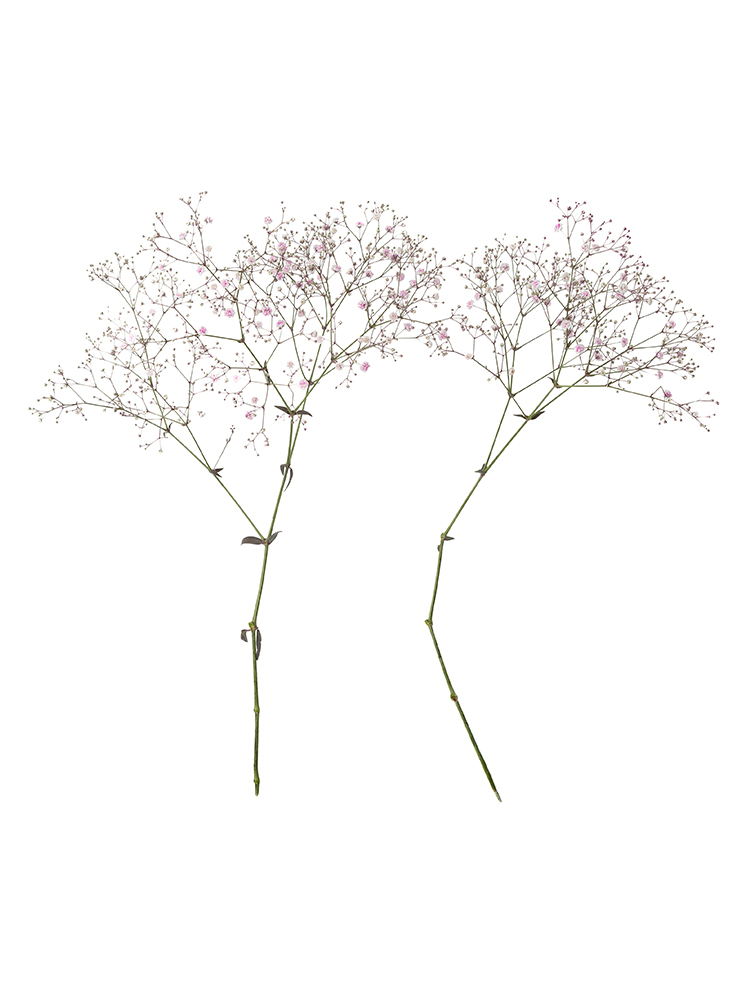 【生花】カスミソウ(染め) 品種おまかせ2本