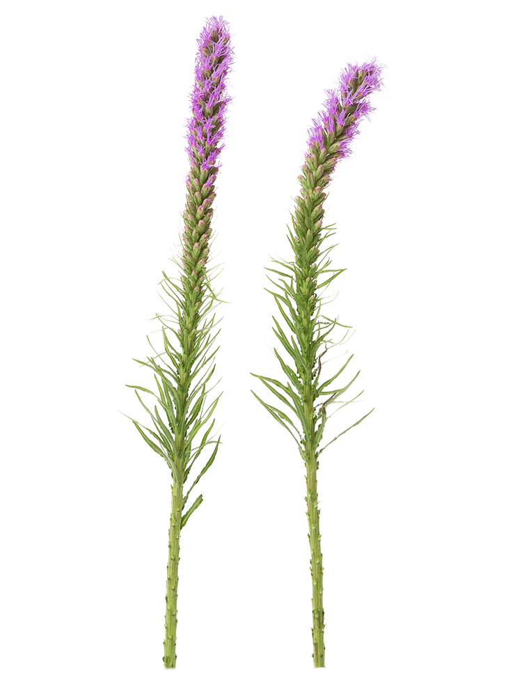【生花】リアトリス(紫)　品種おまかせの商品特性