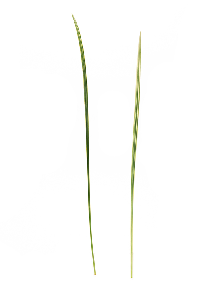 【生花】ミスカンサス 班入り2本