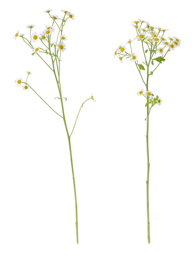【生花】マトリカリア　シングルペグモの商品特性