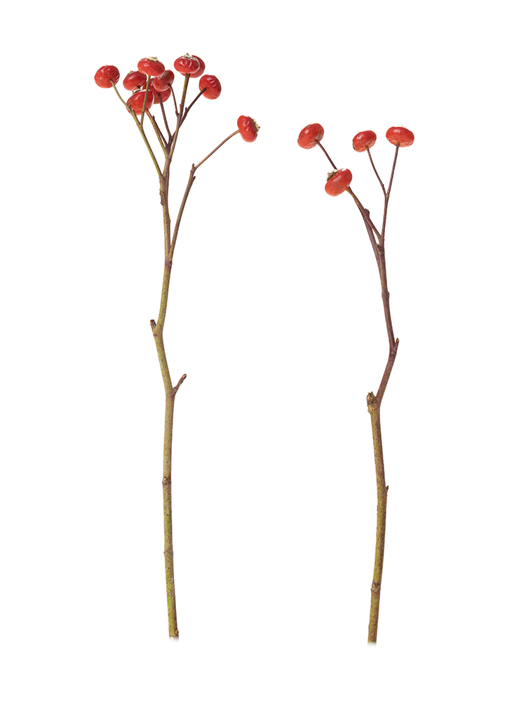 【生花】野ばら センセーショナルファンタジー2本