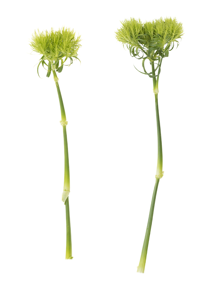 【生花】ナデシコ(ダイアンサス)　てまり草の商品特性
