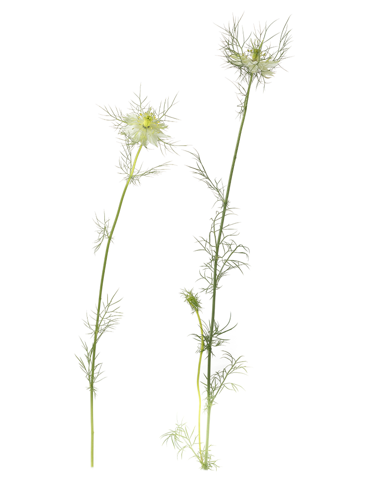 【生花】ニゲラ 品種おまかせ(白)の商品特性