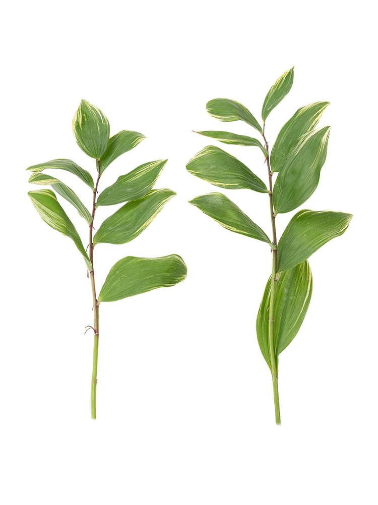 【生花】ナルコラン(緑) 品種おまかせ2本