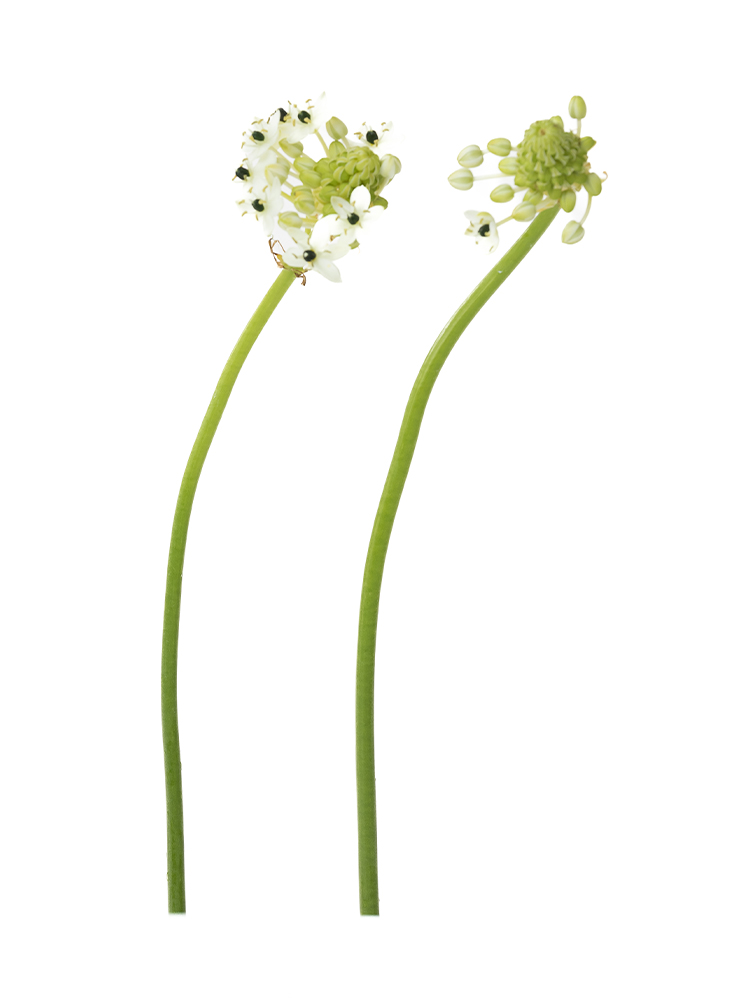 【生花】オーニソガラム(白) 品種おまかせ2本