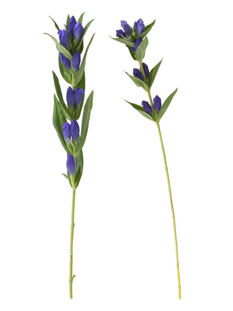 【生花】リンドウ(紫)の商品特性