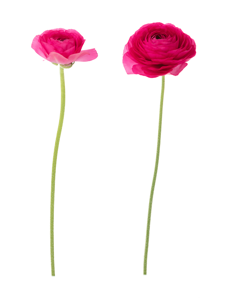 【生花】ラナンキュラス　品種おまかせ(濃ピンク)の商品特性