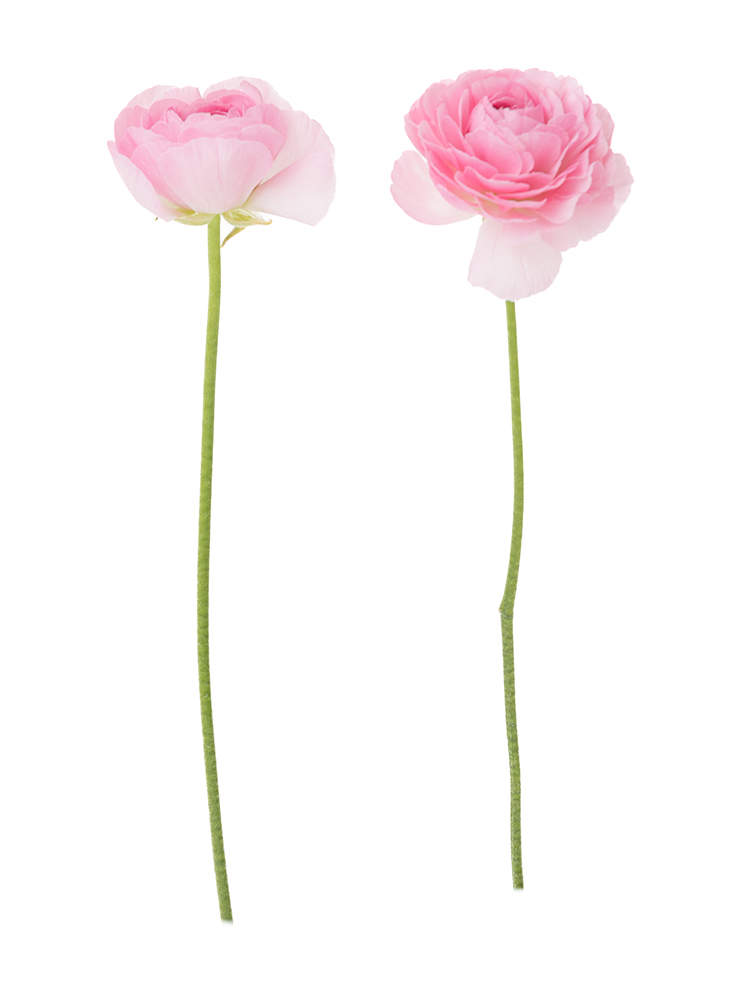 【生花】ラナンキュラス　品種おまかせ(ピンク)の商品特性